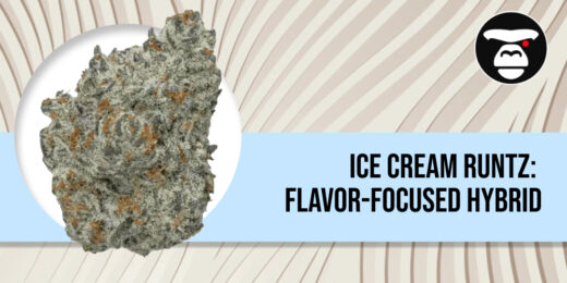 Close-up of a dense Ice Cream Runtz bud with deep purple leaves and thick white trichomes.